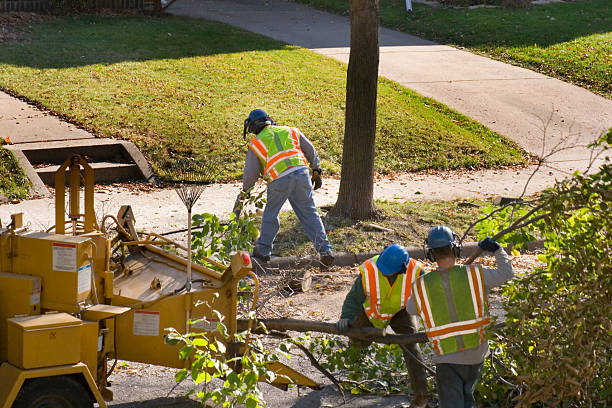 Best Seasonal Cleanup  in USA